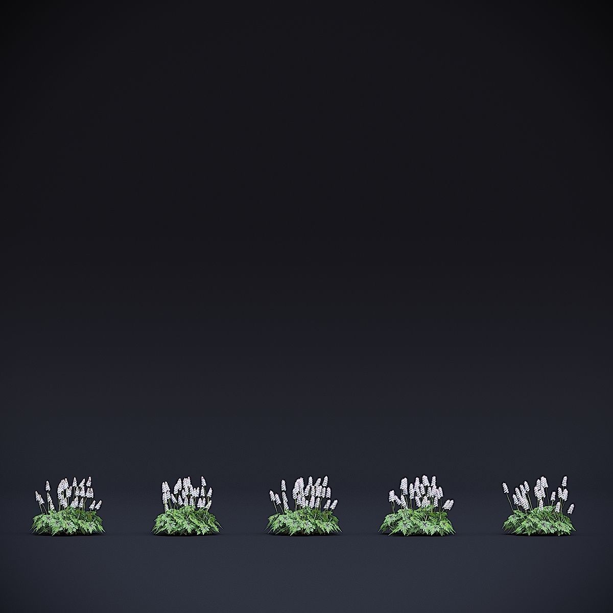 Tiarella cordifolia 3D model_4