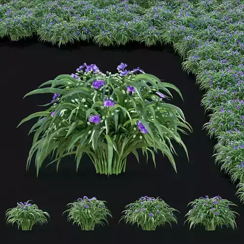 Tradescantia virginiana 3D model