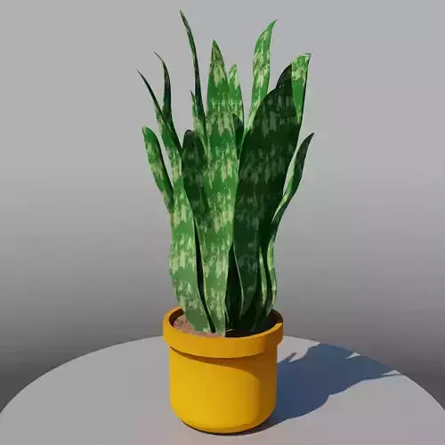 potted plant