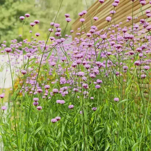 Verbena bonariensis 3D model