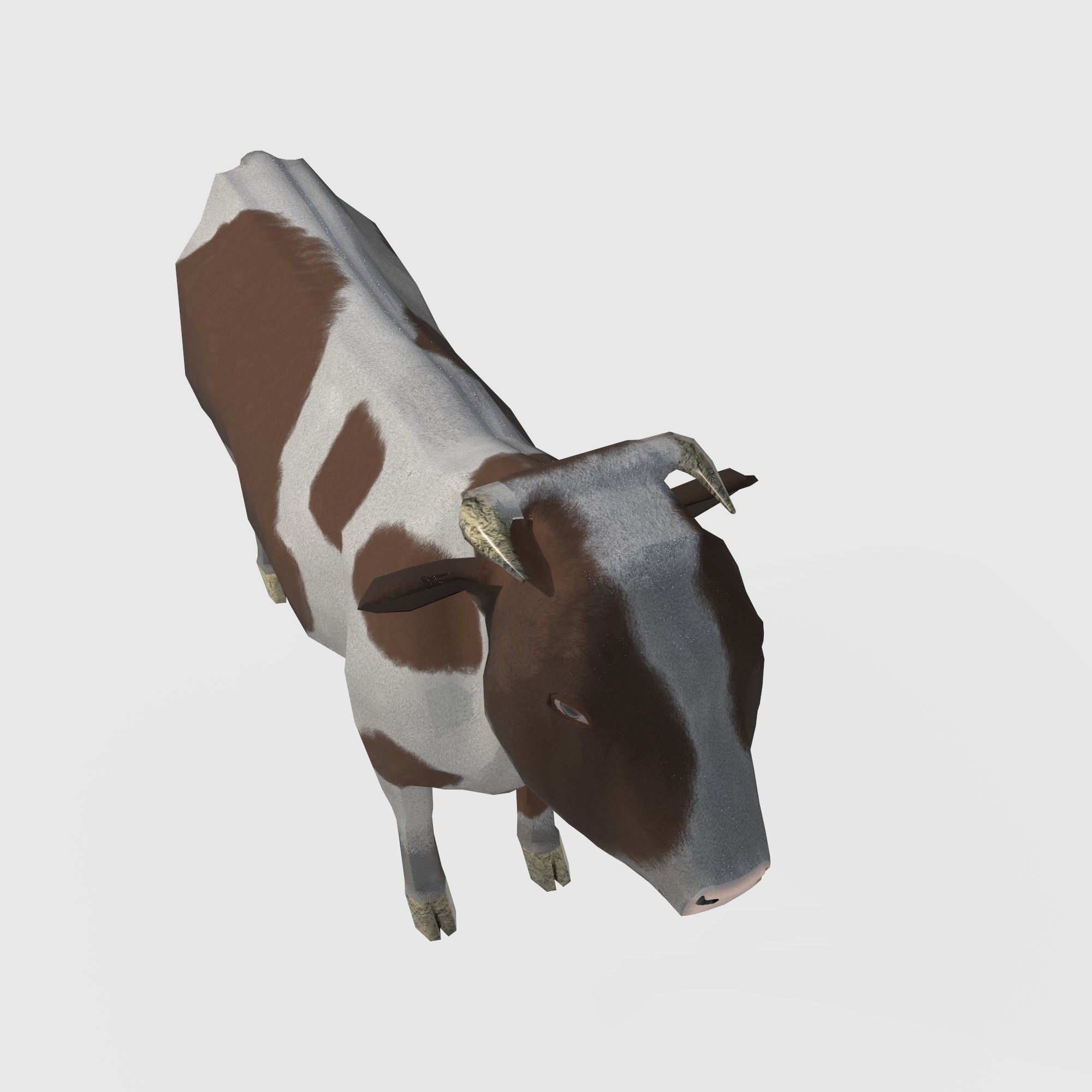  brown and white cow Low-poly 3D model_5