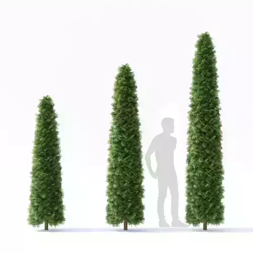 Thuja occidentalis 3D model
