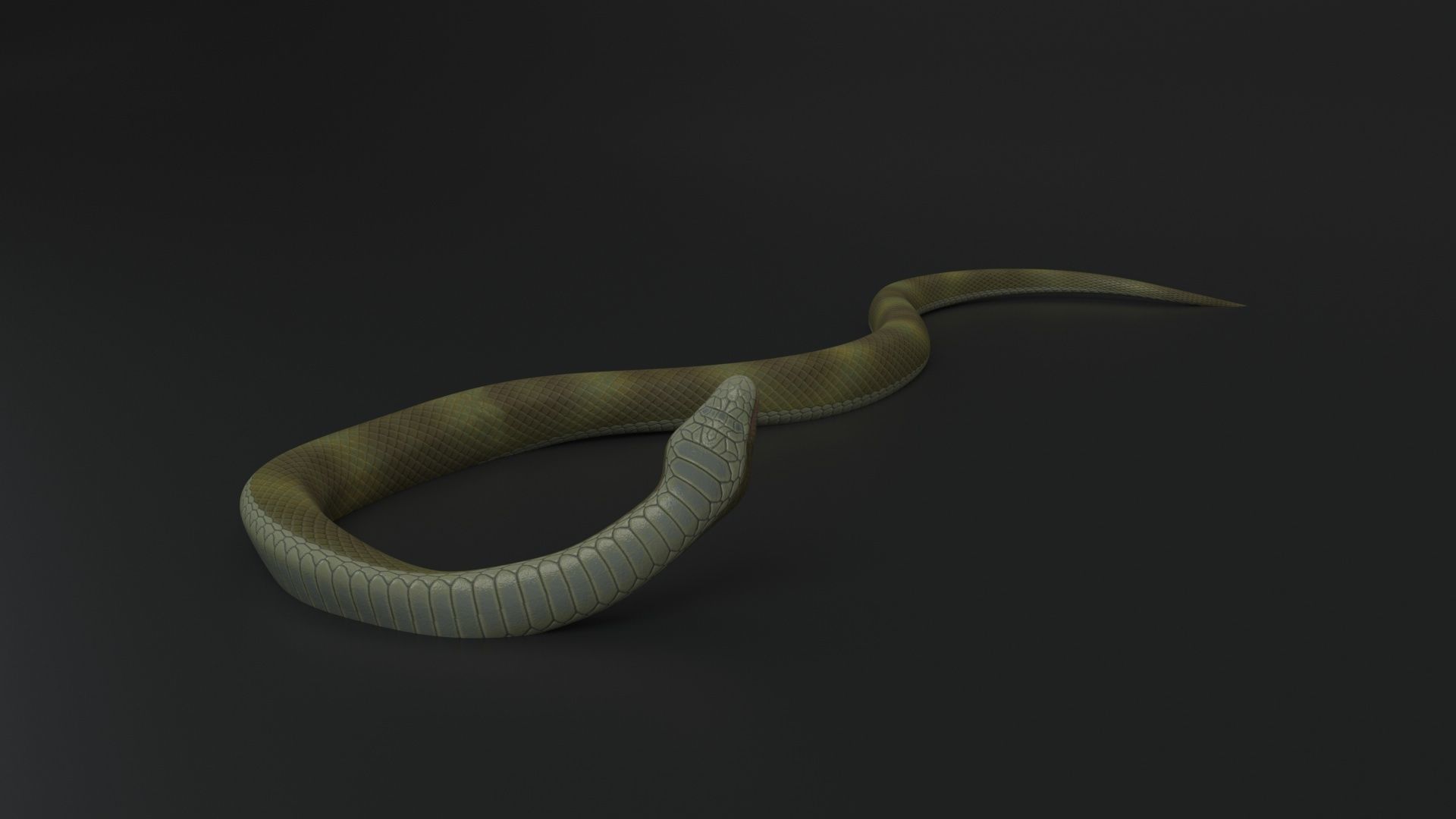 Snake Rigged and Animated 3D model_5