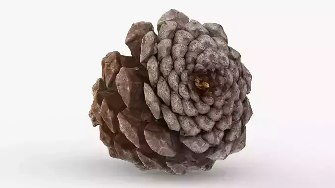Pine cone 3d model with LODs