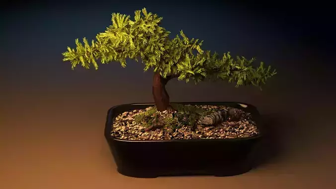 Bonsai tree in pot