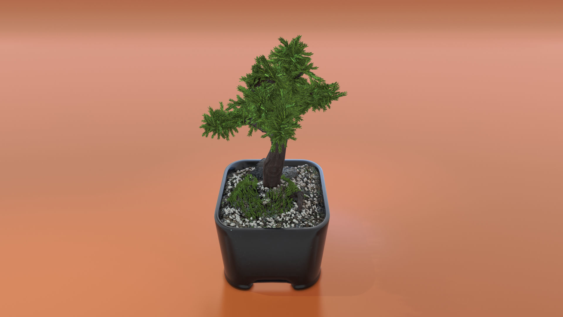 Bonsai tree in pot Free 3D model_2