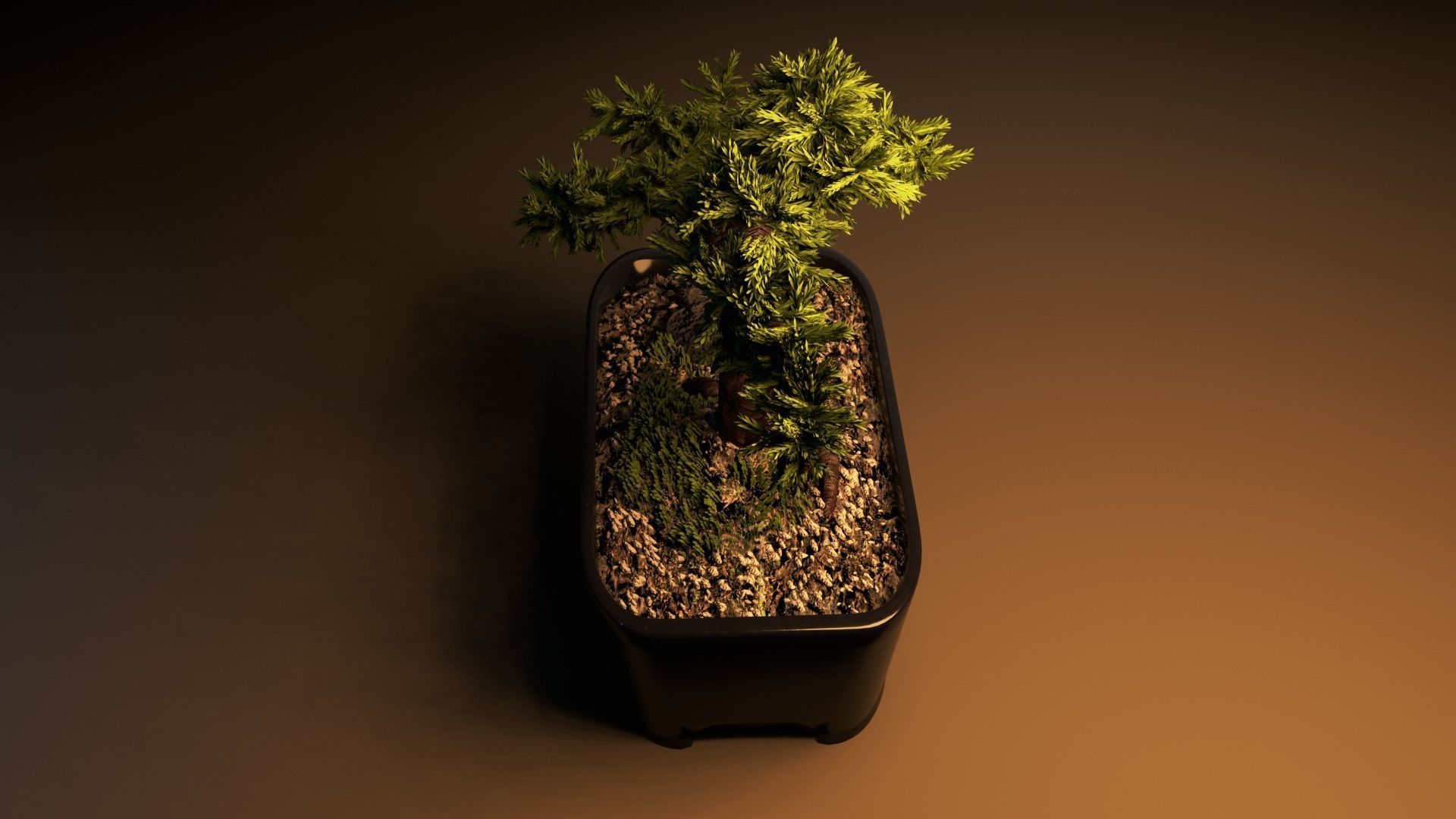 Bonsai tree in pot Free 3D model_3