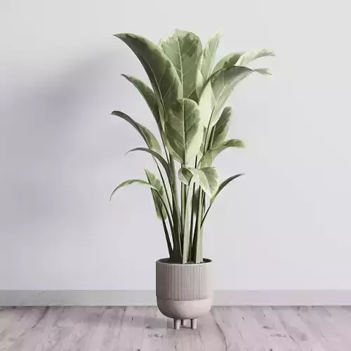 ficus elastica pot Indoor outdoor plant 296 concrete dirt vase