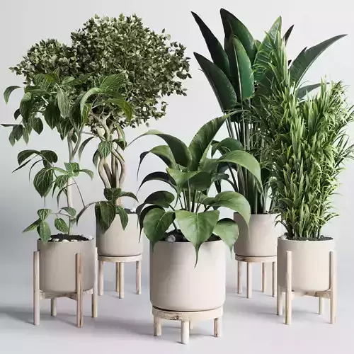 set indoor plant 294 ficus palm ravenala wooden vase