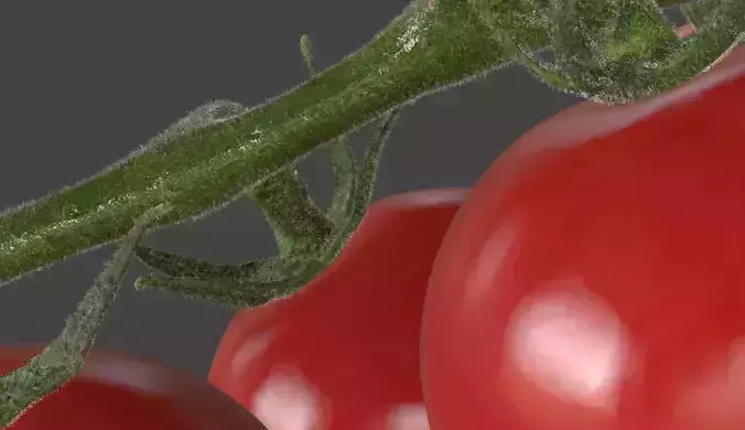Tomato 3D model 7