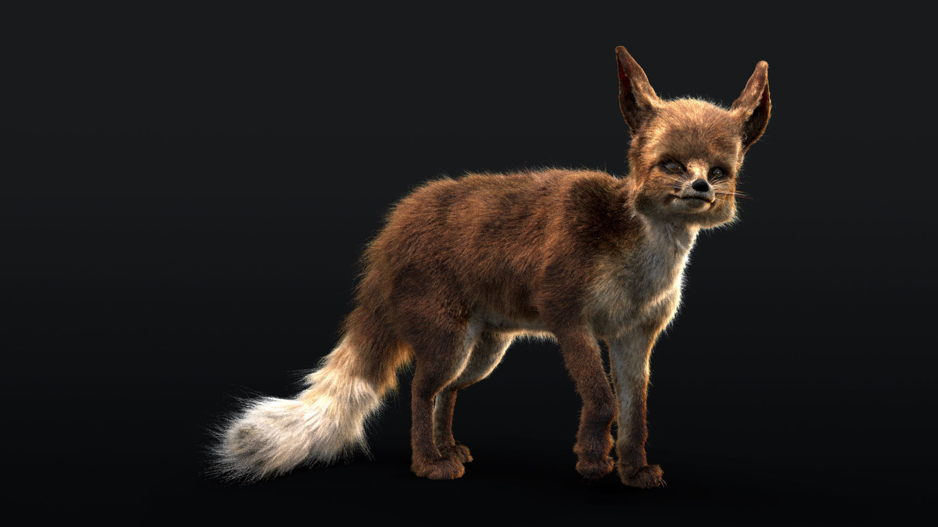 Blanfords Fox Low-poly 3D model_10