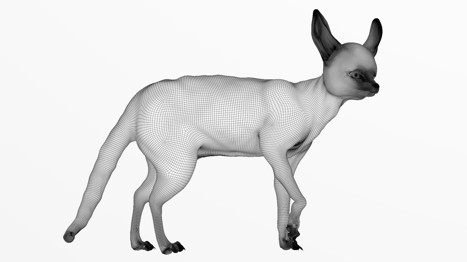Blanfords Fox Low-poly 3D model_14