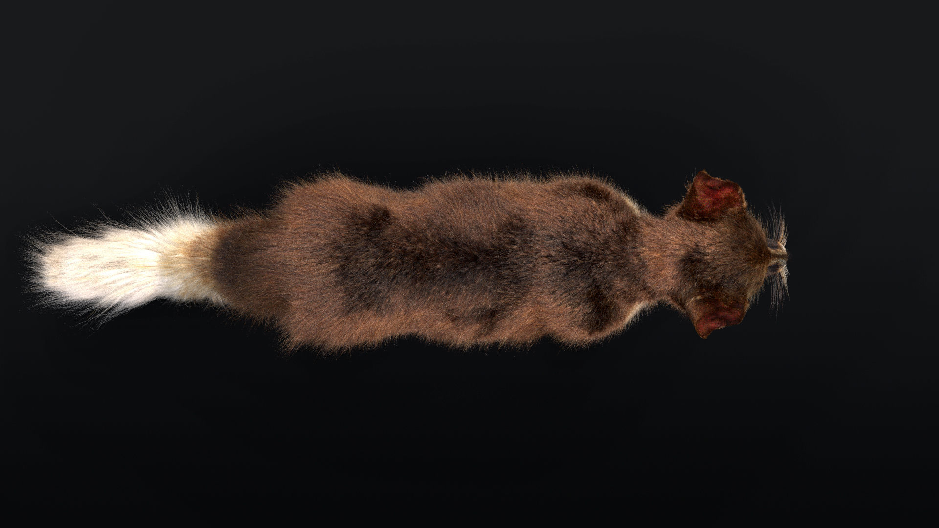 Blanfords Fox Low-poly 3D model_8
