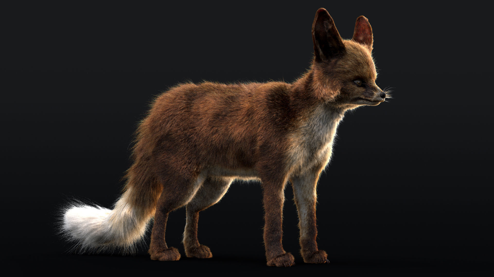 Blanfords Fox Low-poly 3D model_6