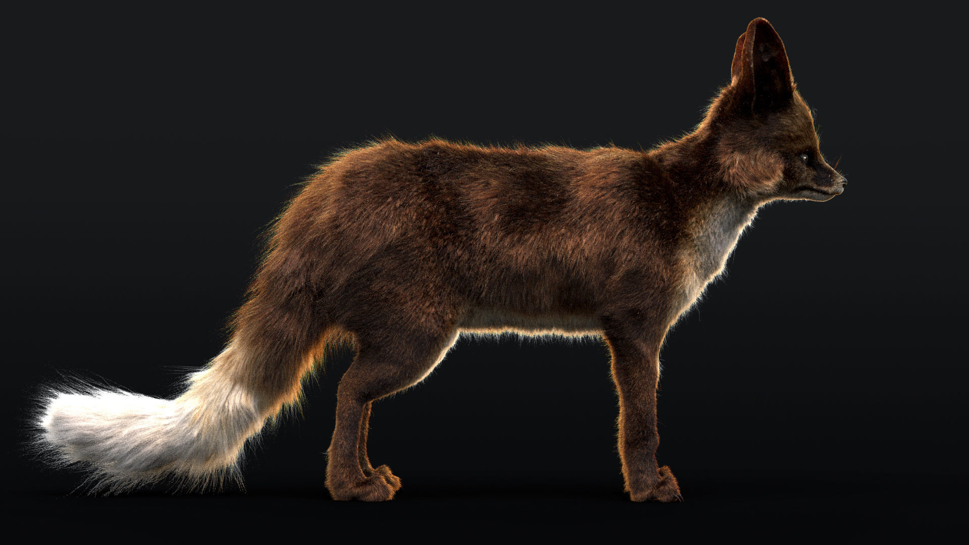 Blanfords Fox Low-poly 3D model_5