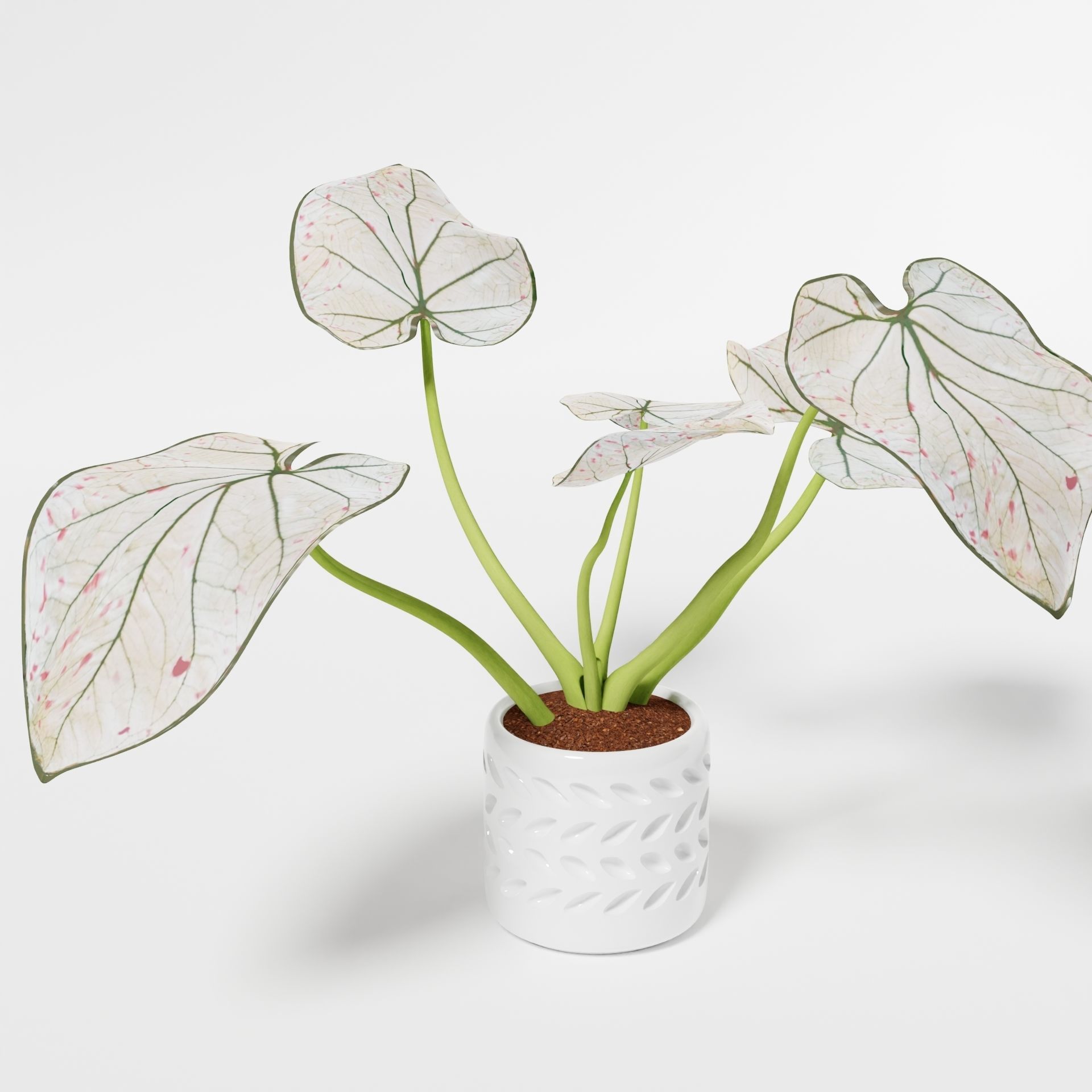 Caladium Strawberry 3D model_6