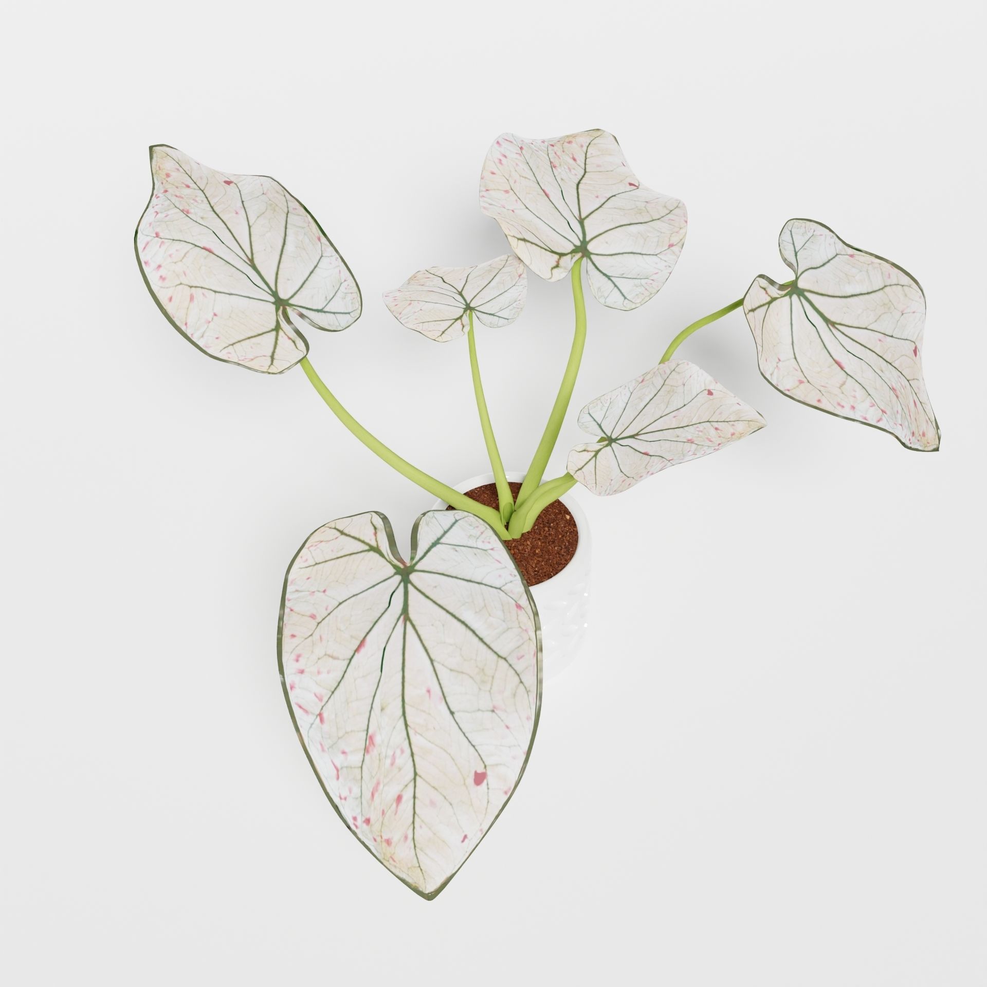Caladium Strawberry 3D model_8