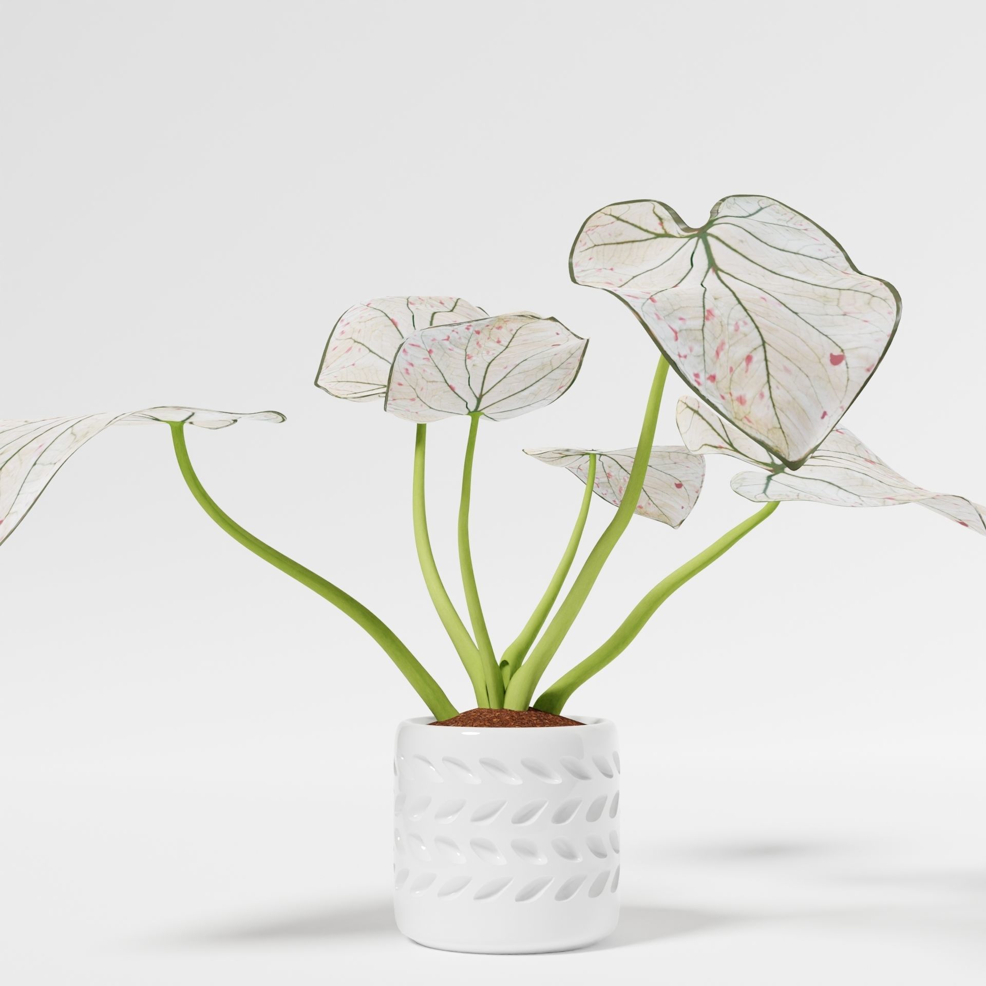 Caladium Strawberry 3D model_3