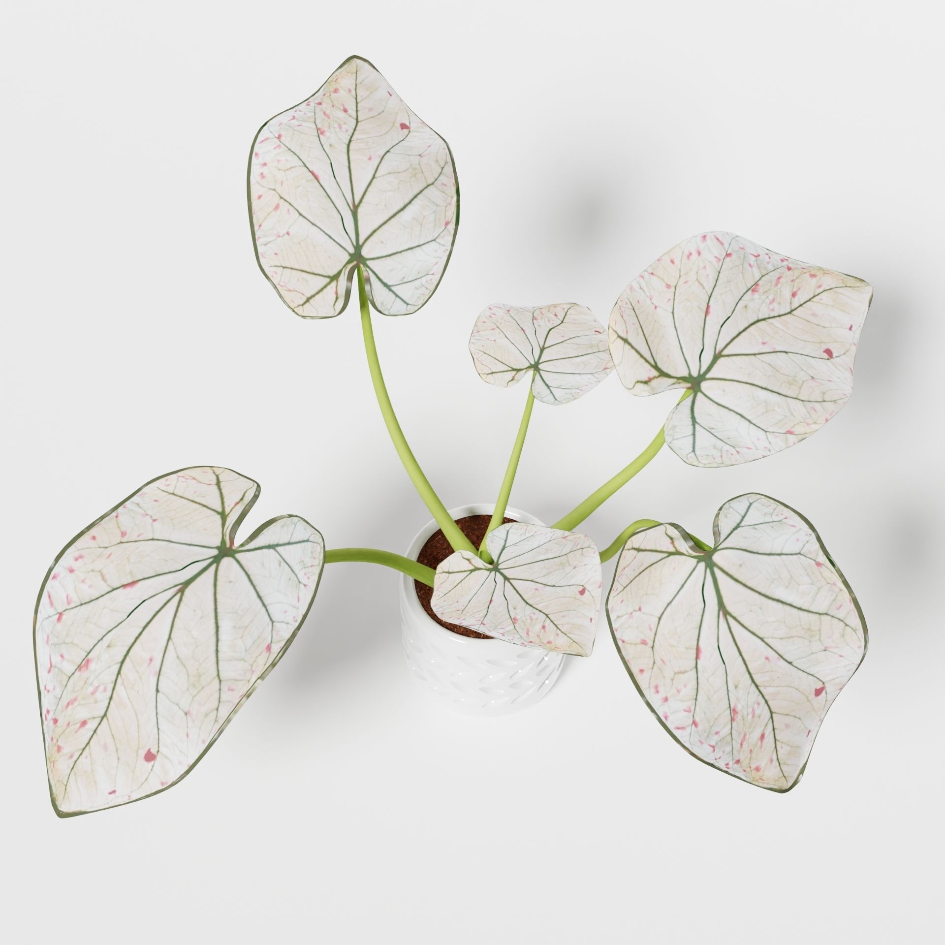 Caladium Strawberry 3D model_7
