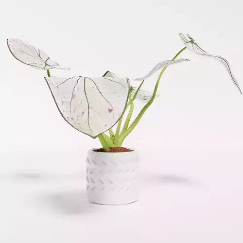 Caladium Strawberry 3D model