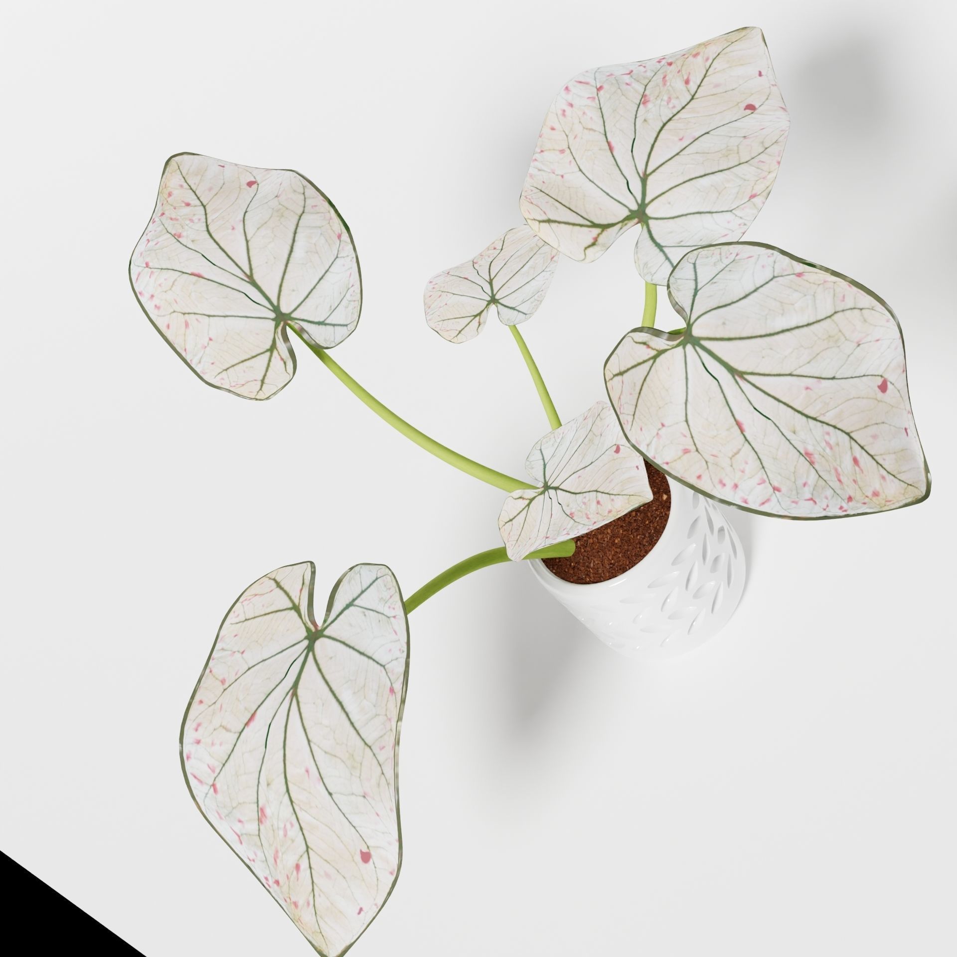 Caladium Strawberry 3D model_5