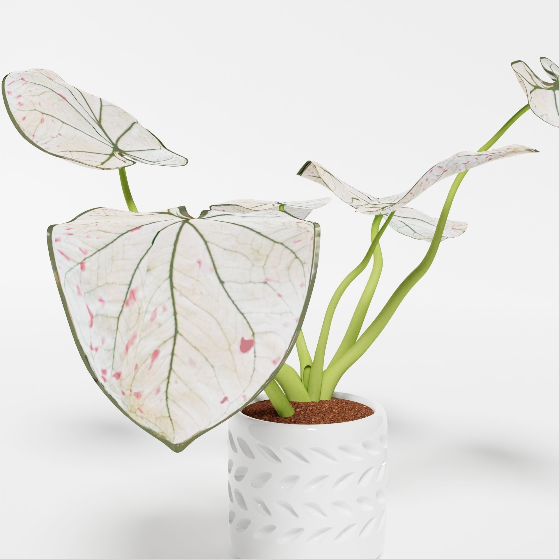Caladium Strawberry 3D model_11
