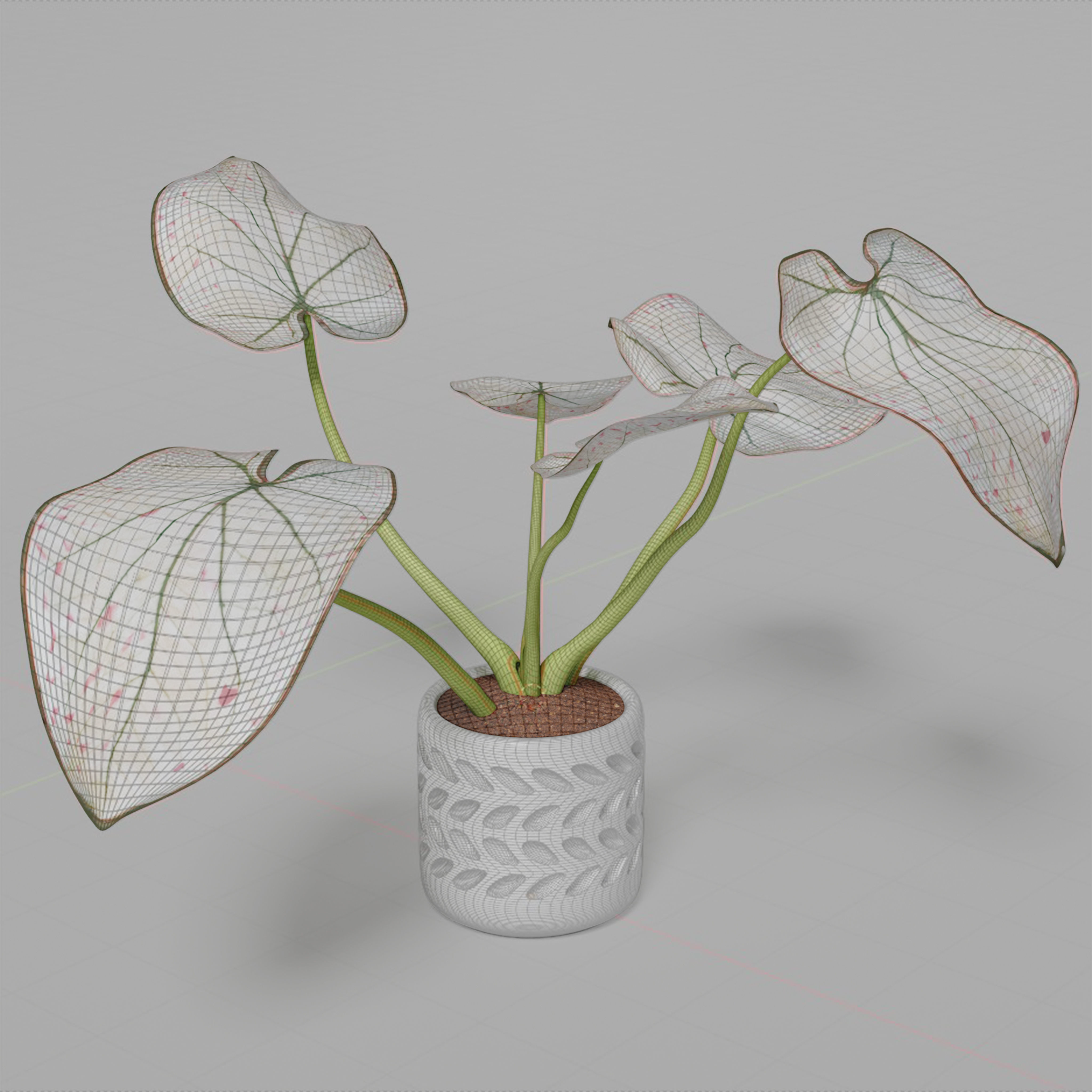 Caladium Strawberry 3D model_2