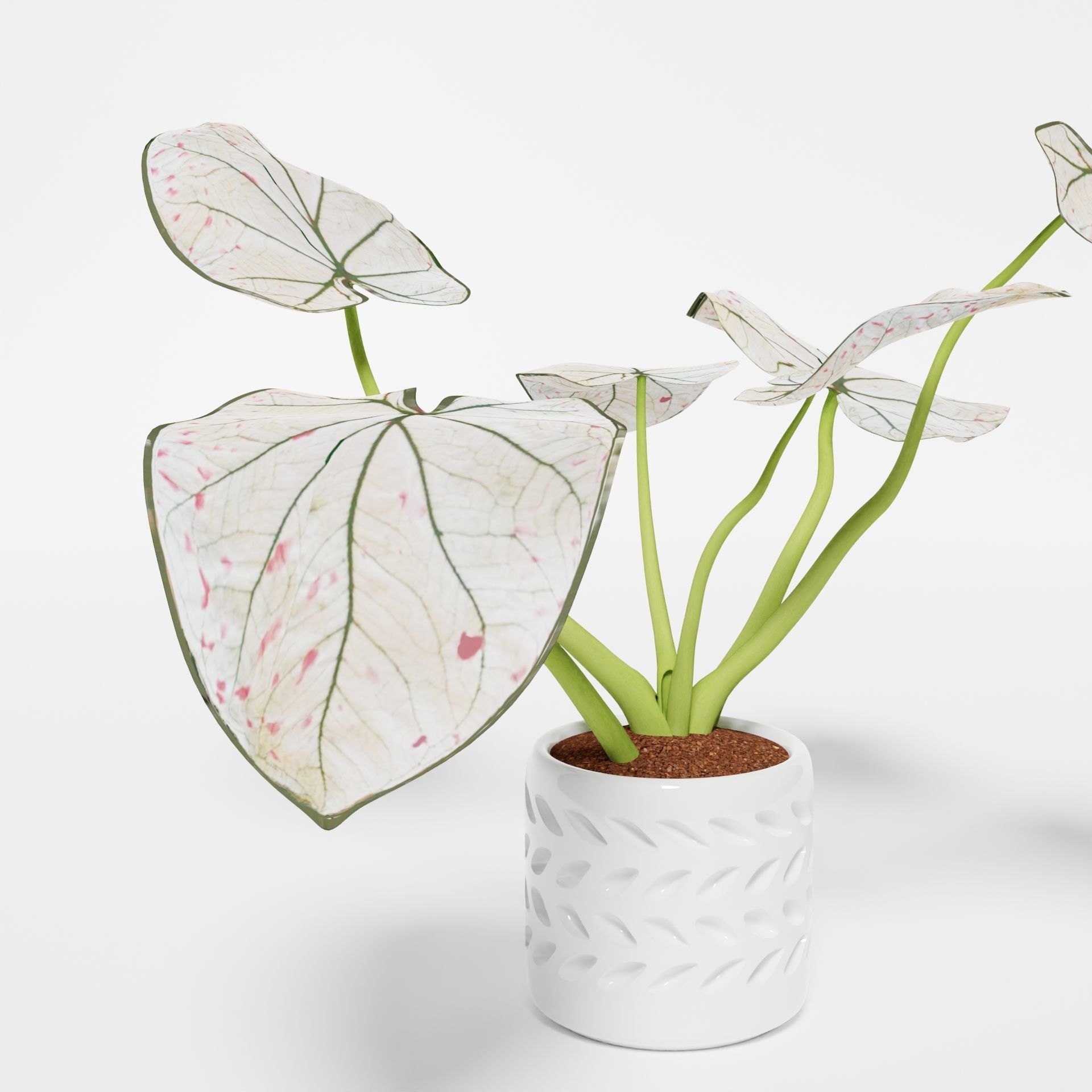 Caladium Strawberry 3D model_10