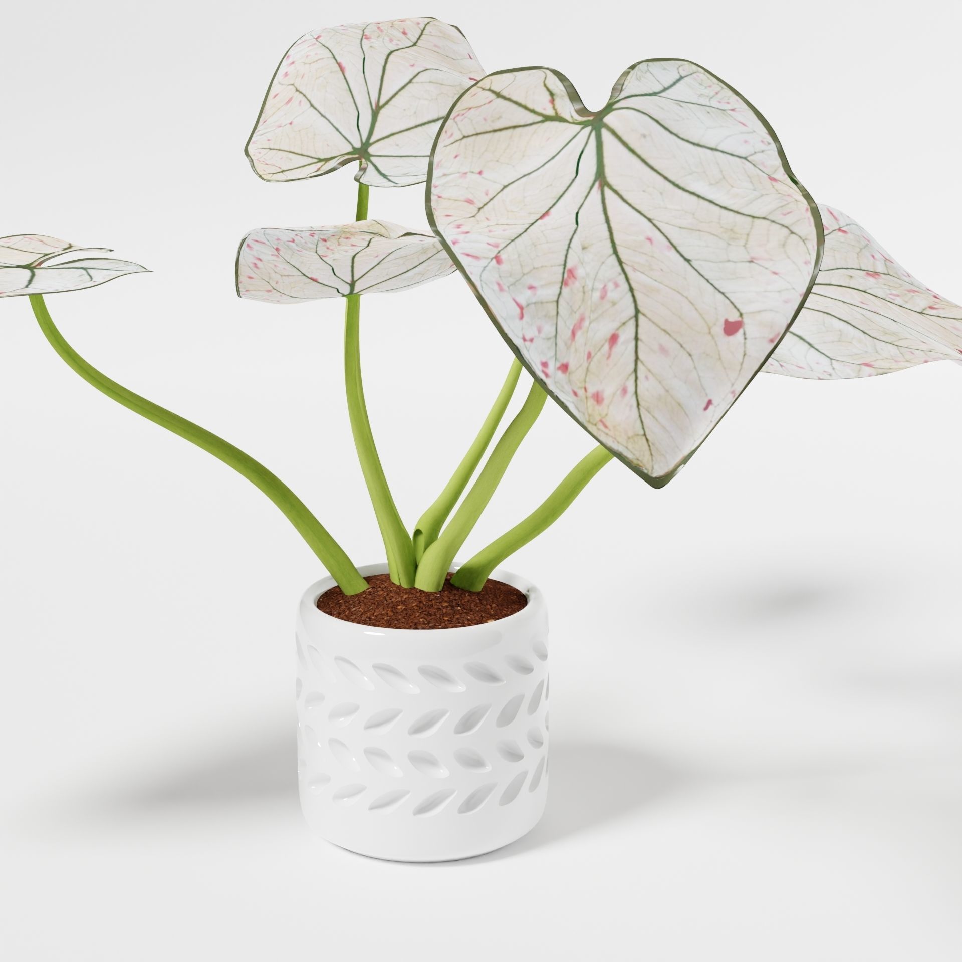 Caladium Strawberry 3D model_9