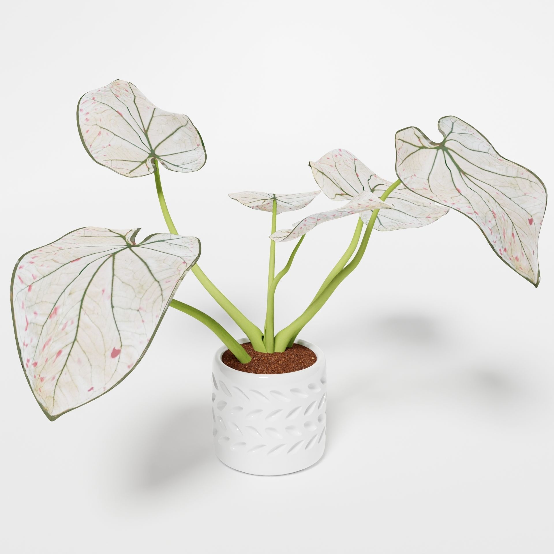 Caladium Strawberry 3D model_4