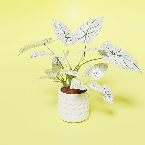 Caladium Chritsmas Low-poly 3D model
