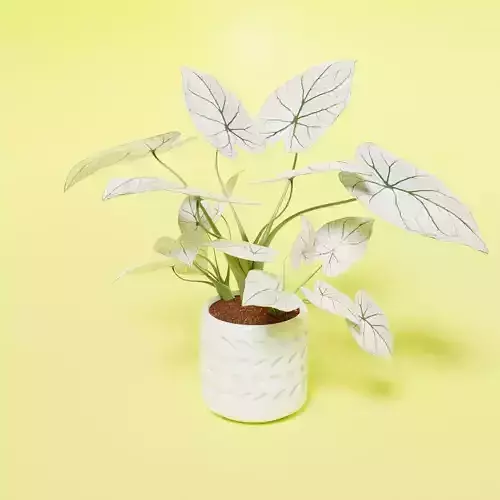 Caladium Chritsmas Low-poly 3D model