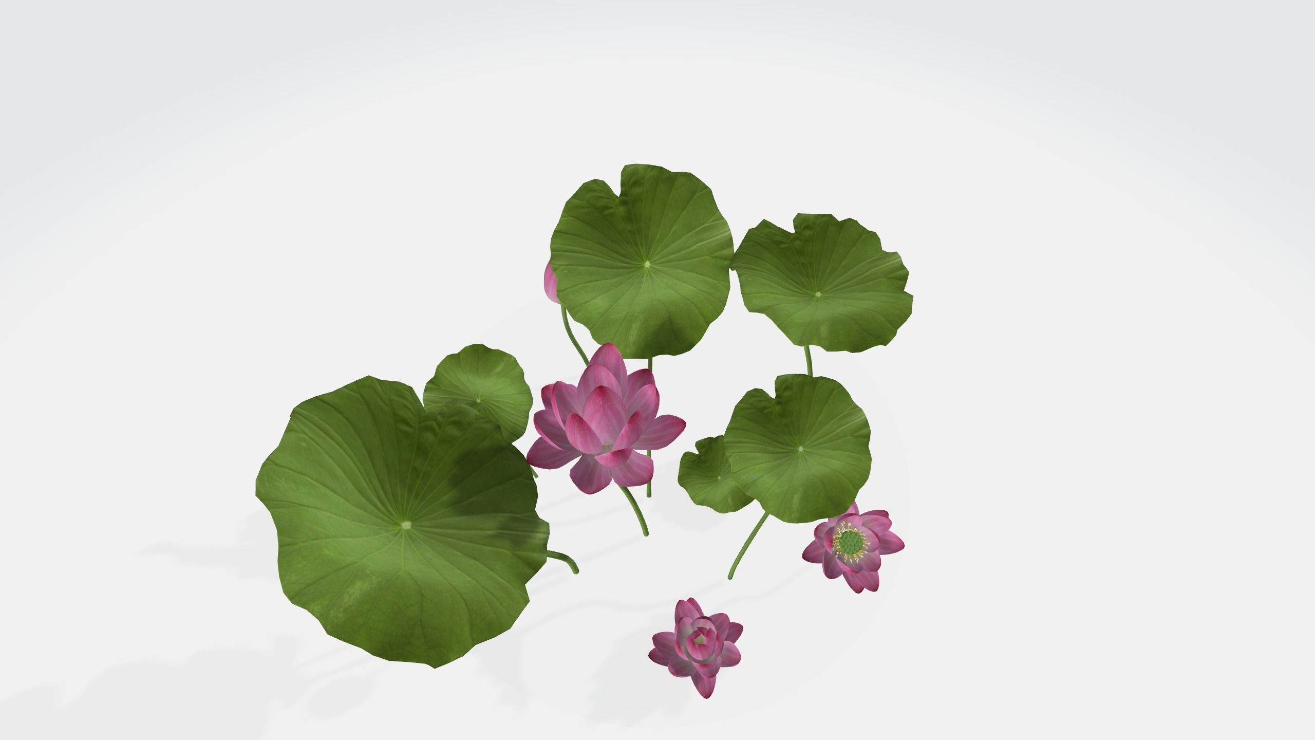 Lotus Flower 3D Model 3D print model_3
