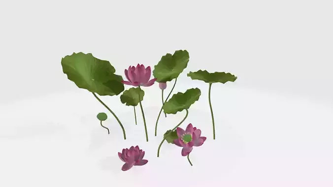 Lotus Flower 3D Model
