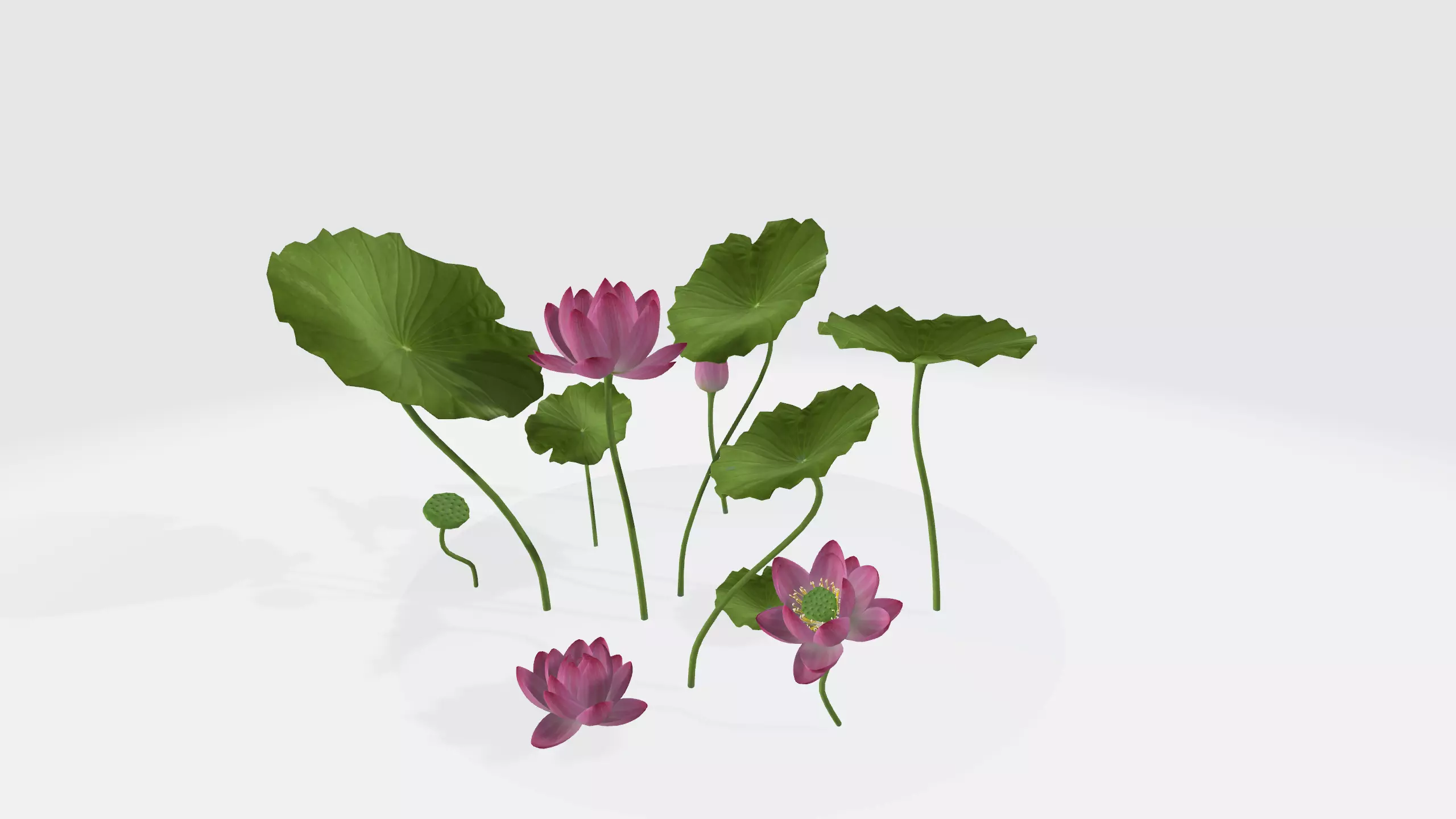 Lotus Flower 3D Model 3D print model_0
