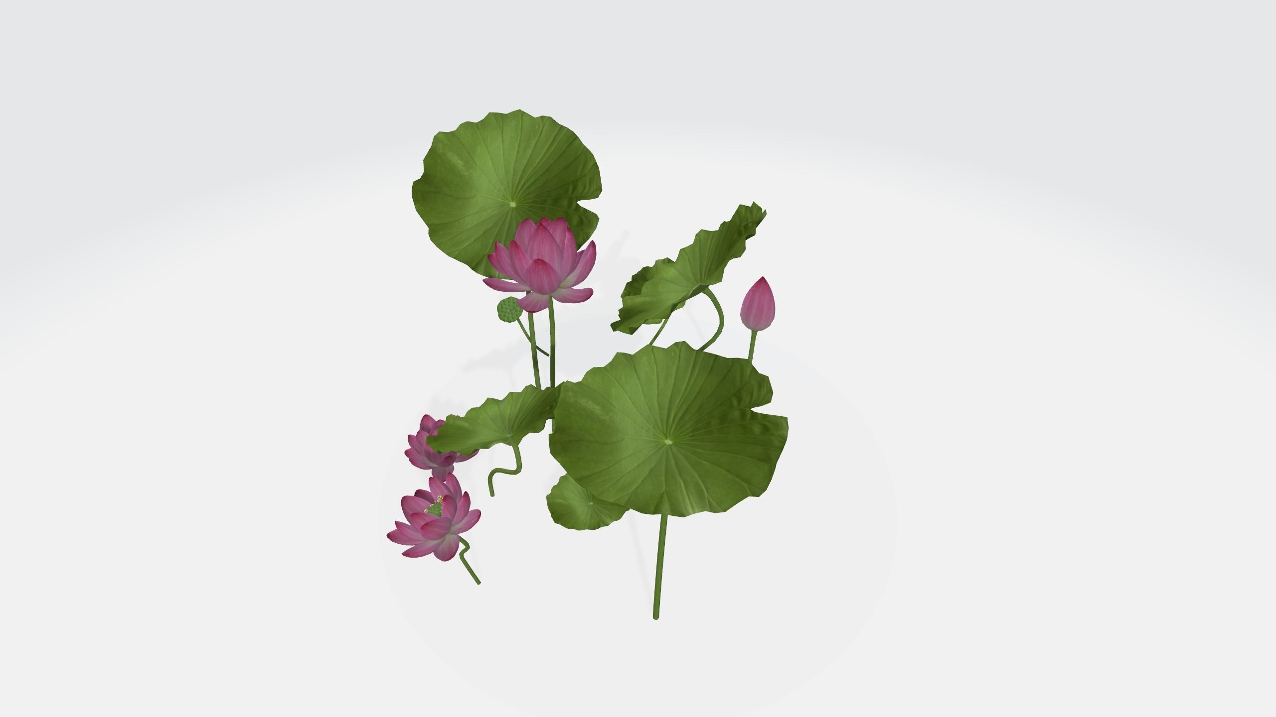 Lotus Flower 3D Model 3D print model_2