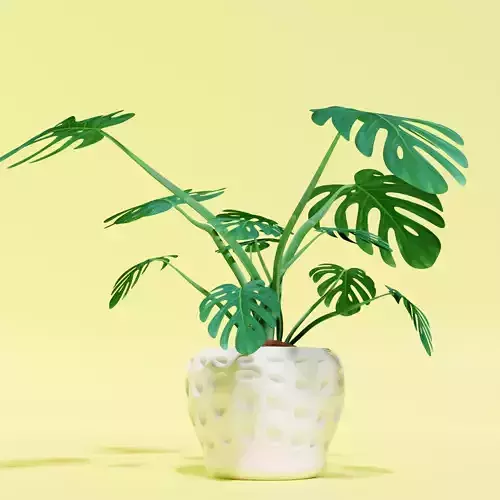 Monstera Tetrasperma