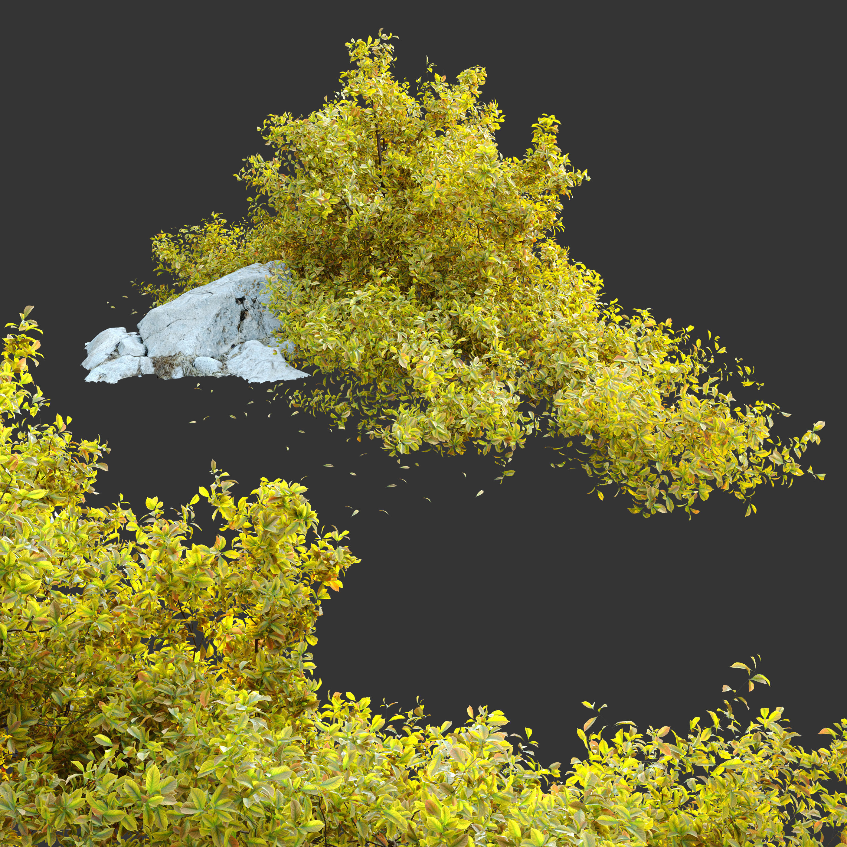Golden Euonymus bush with rock 3D model_2