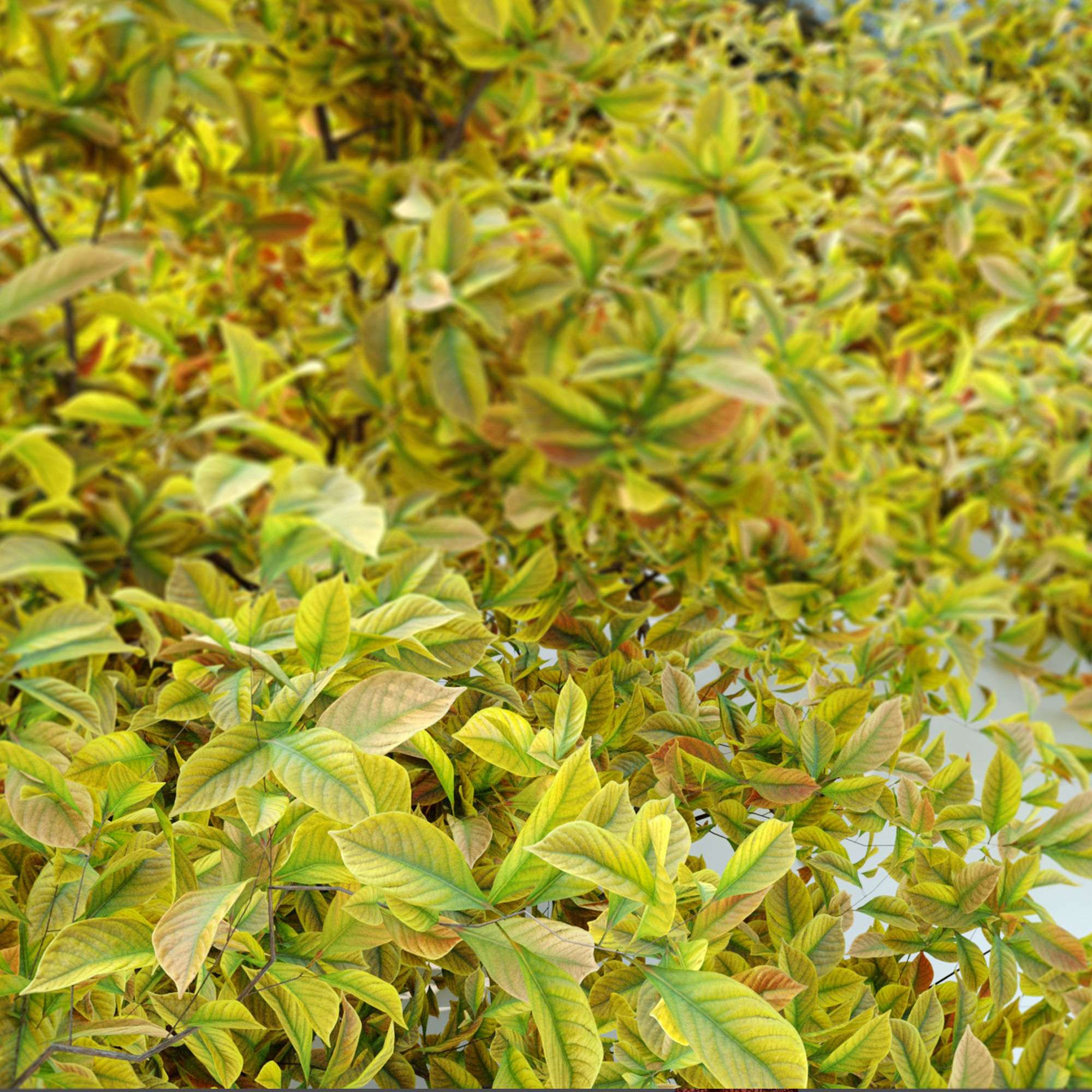 Golden Euonymus bush with rock 3D model_5