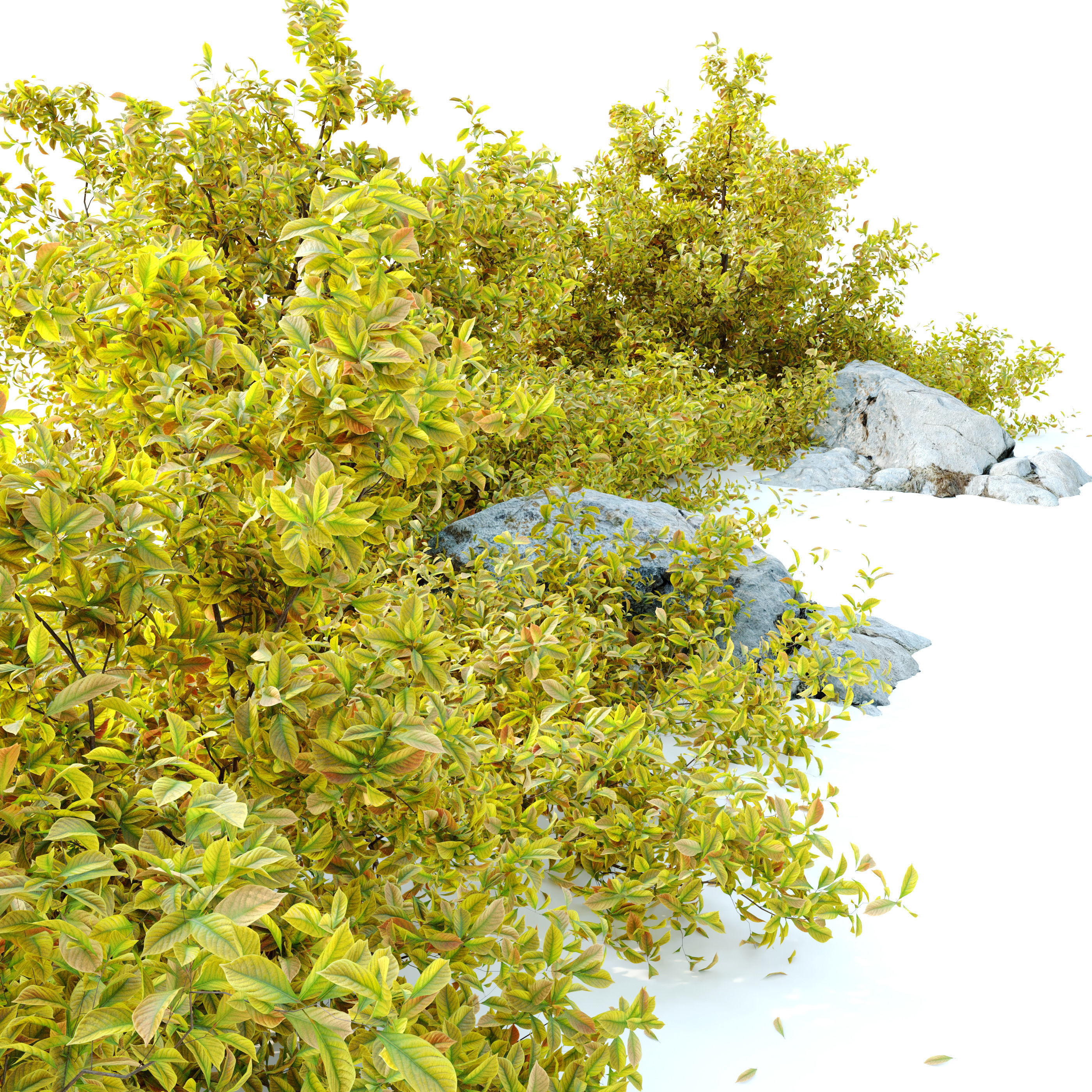 Golden Euonymus bush with rock 3D model_3