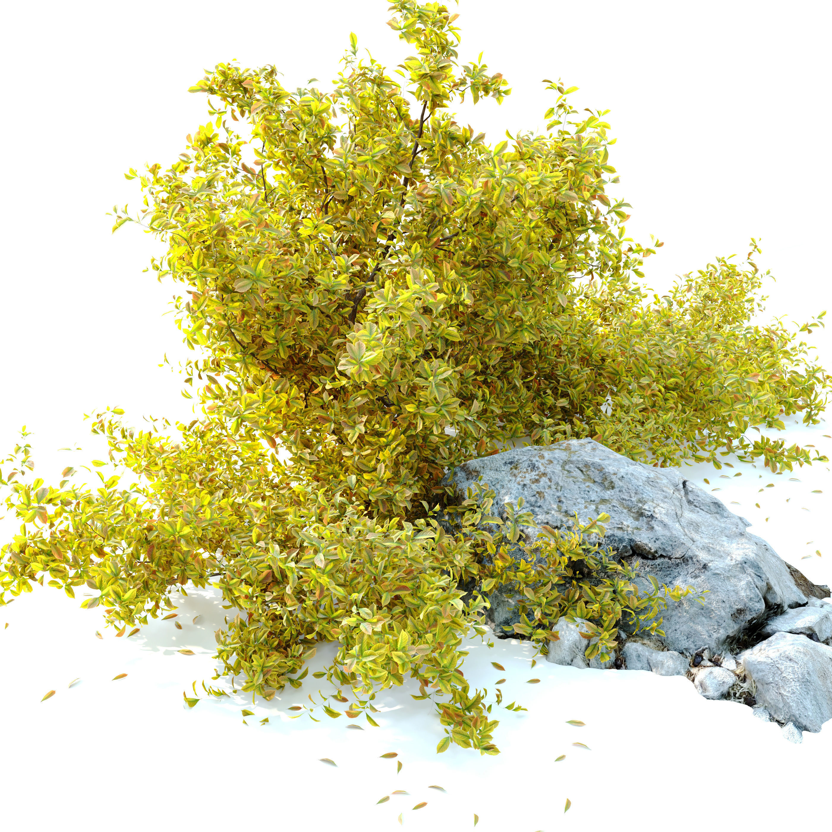 Golden Euonymus bush with rock 3D model_1