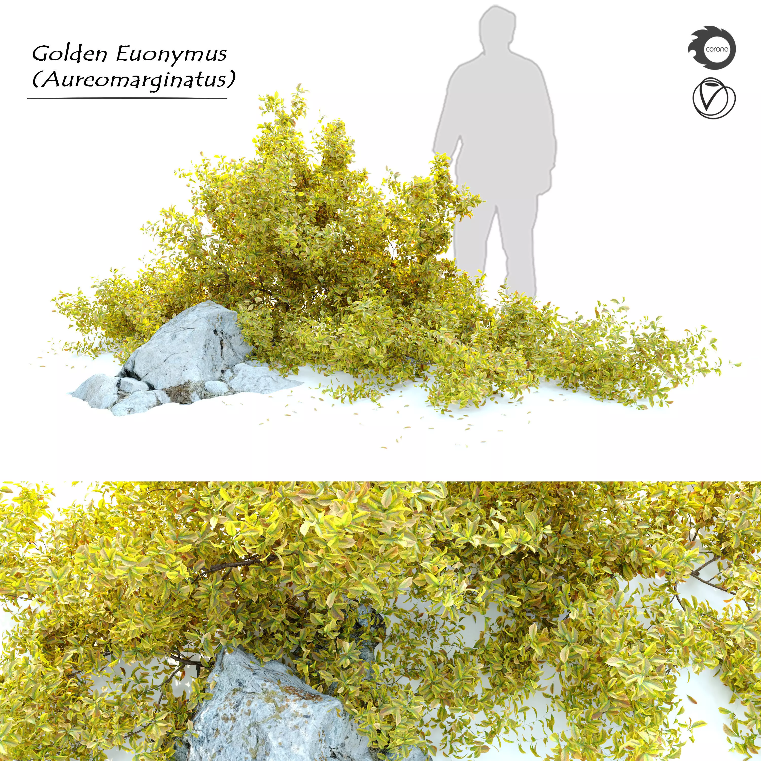 Golden Euonymus bush with rock 3D model_0