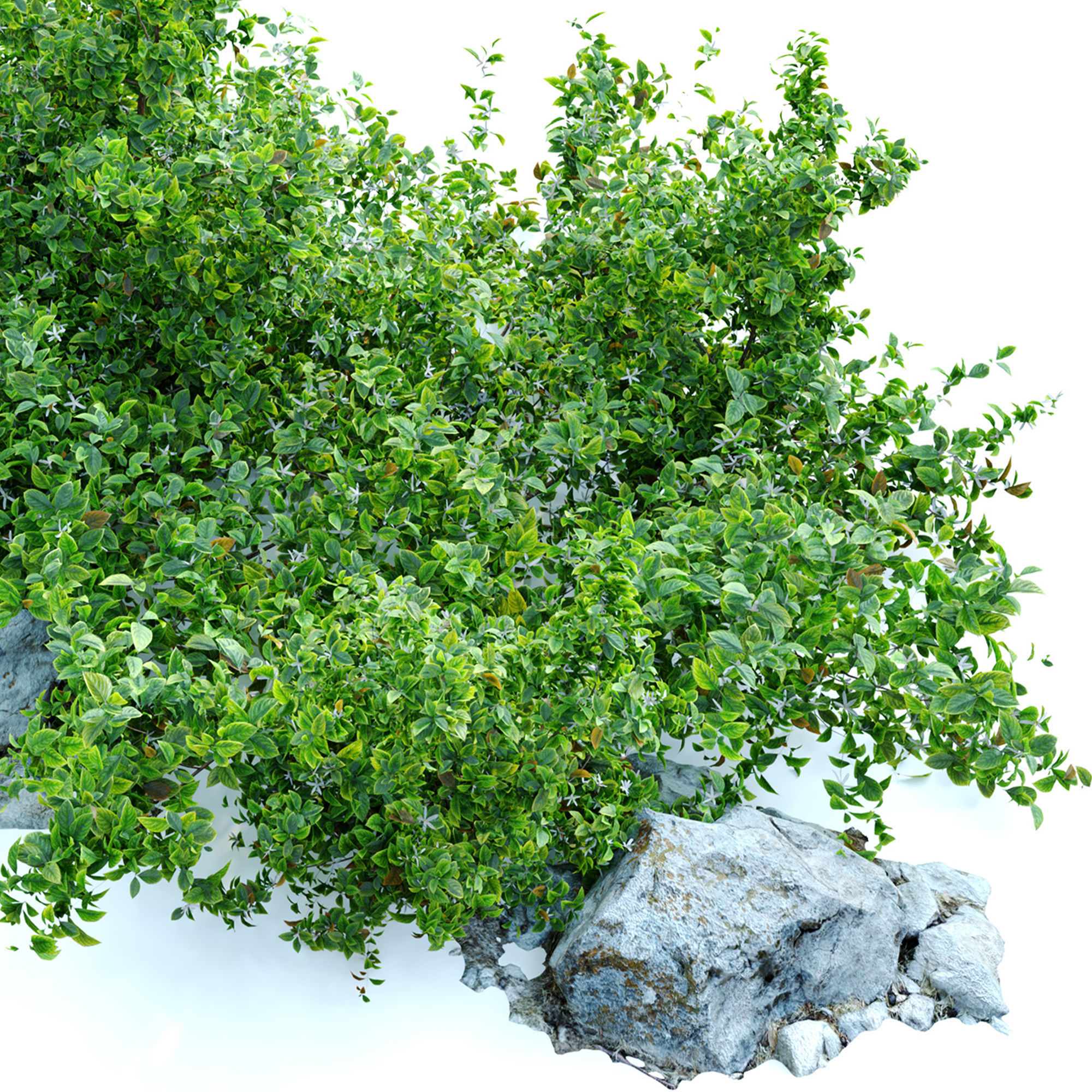 Aronia melanocarpa bush with rocks 3D model_5