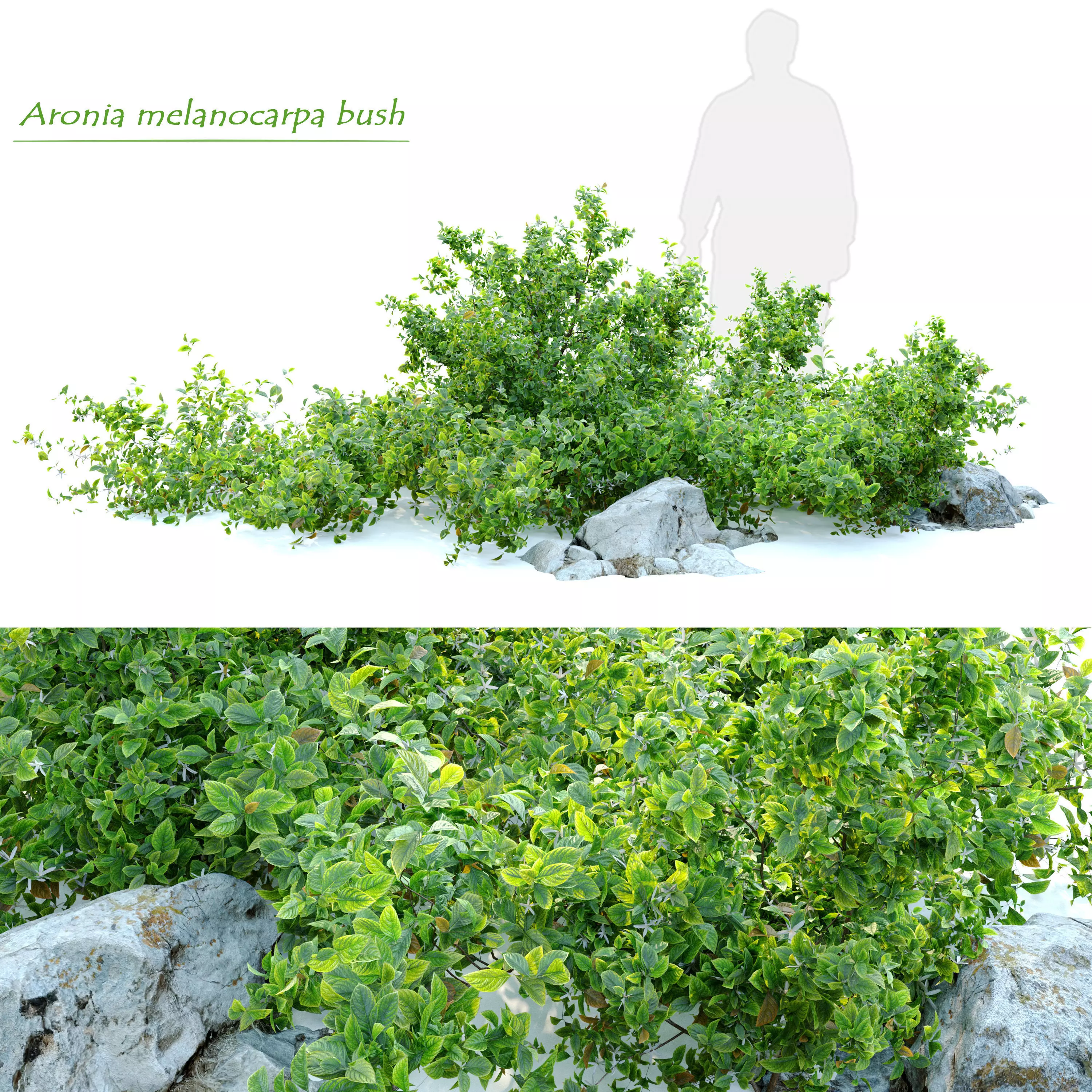 Aronia melanocarpa bush with rocks 3D model_0