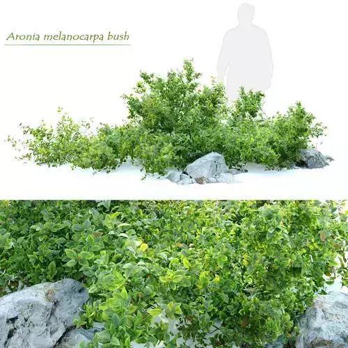 Aronia melanocarpa bush with rocks 3D model