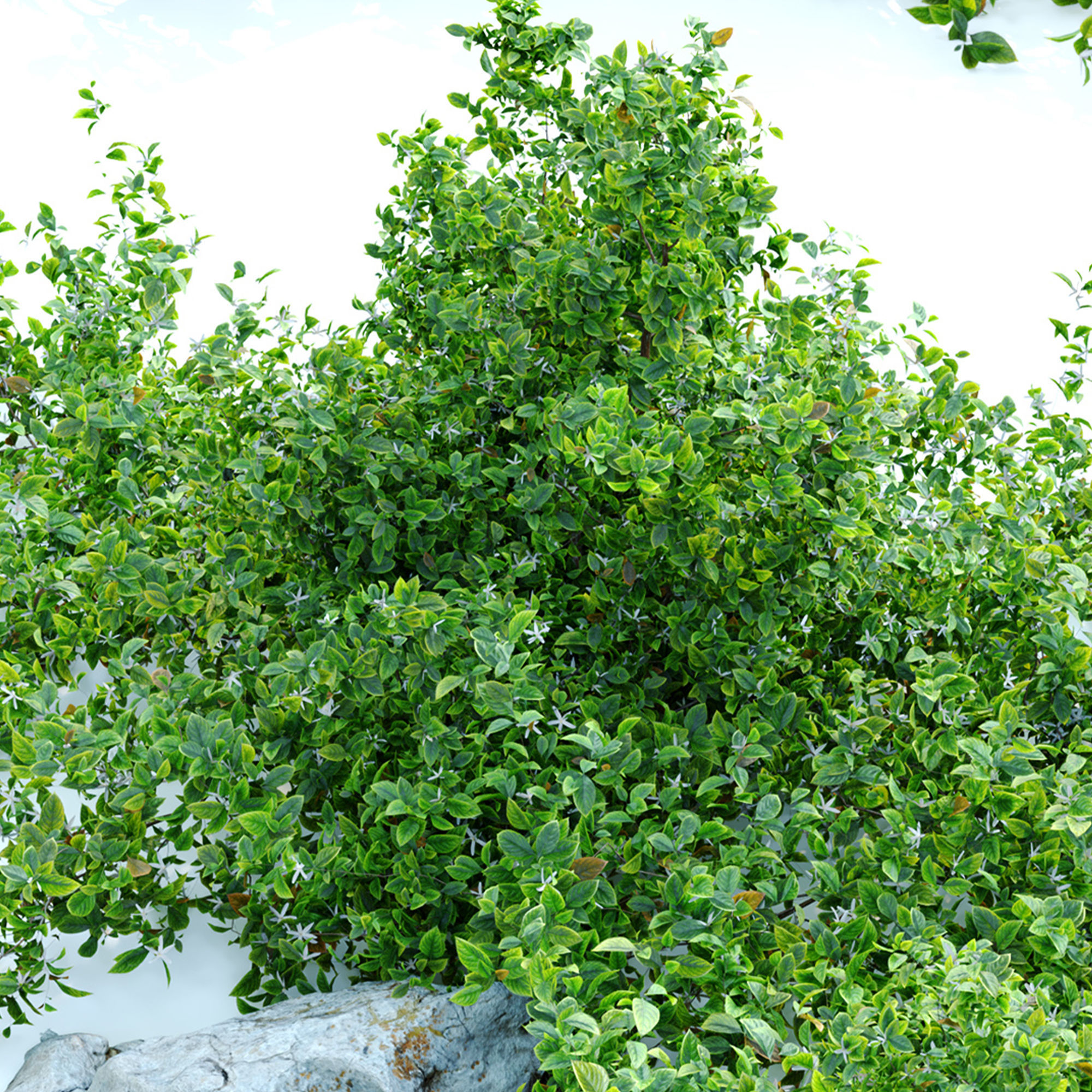 Aronia melanocarpa bush with rocks 3D model_6