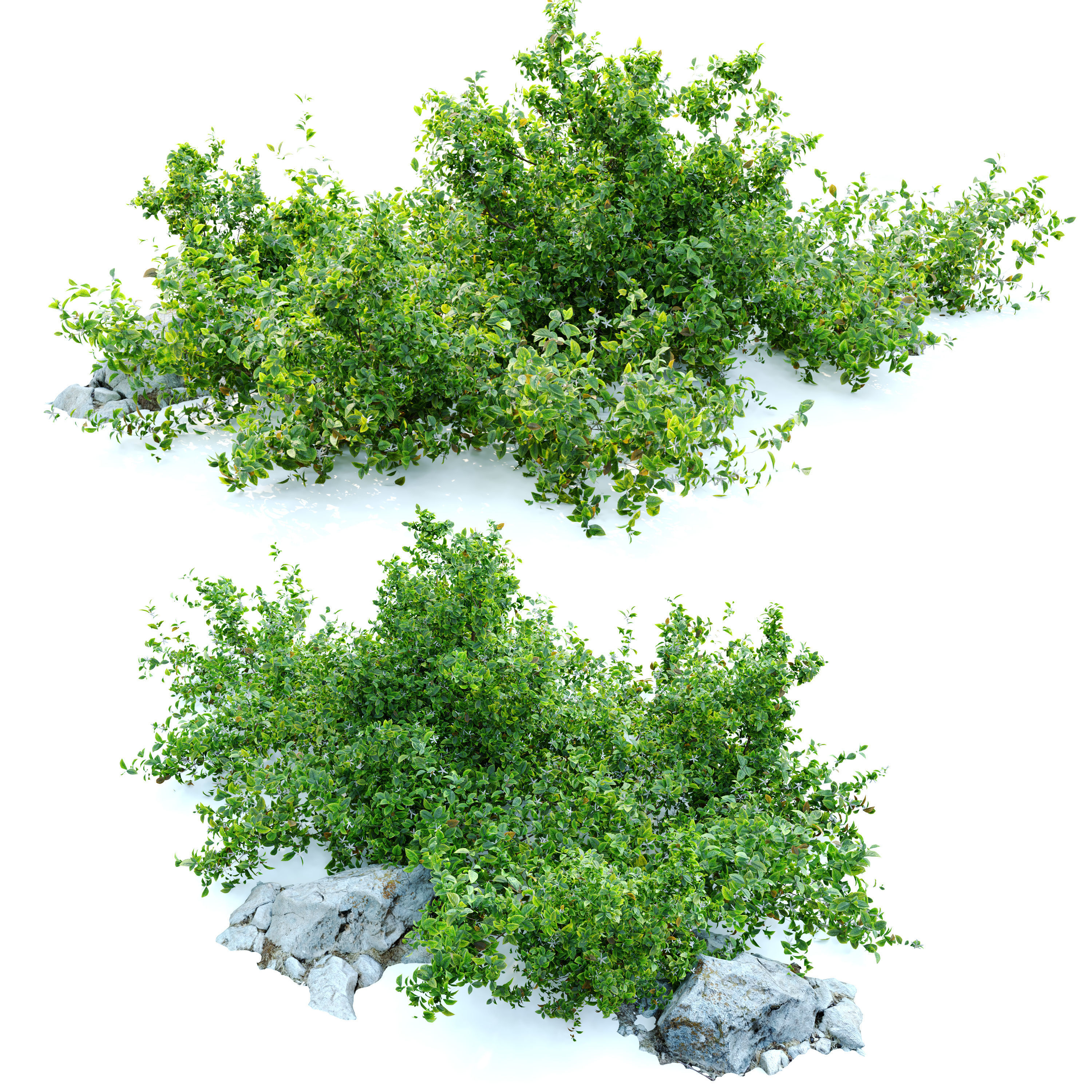Aronia melanocarpa bush with rocks 3D model_1