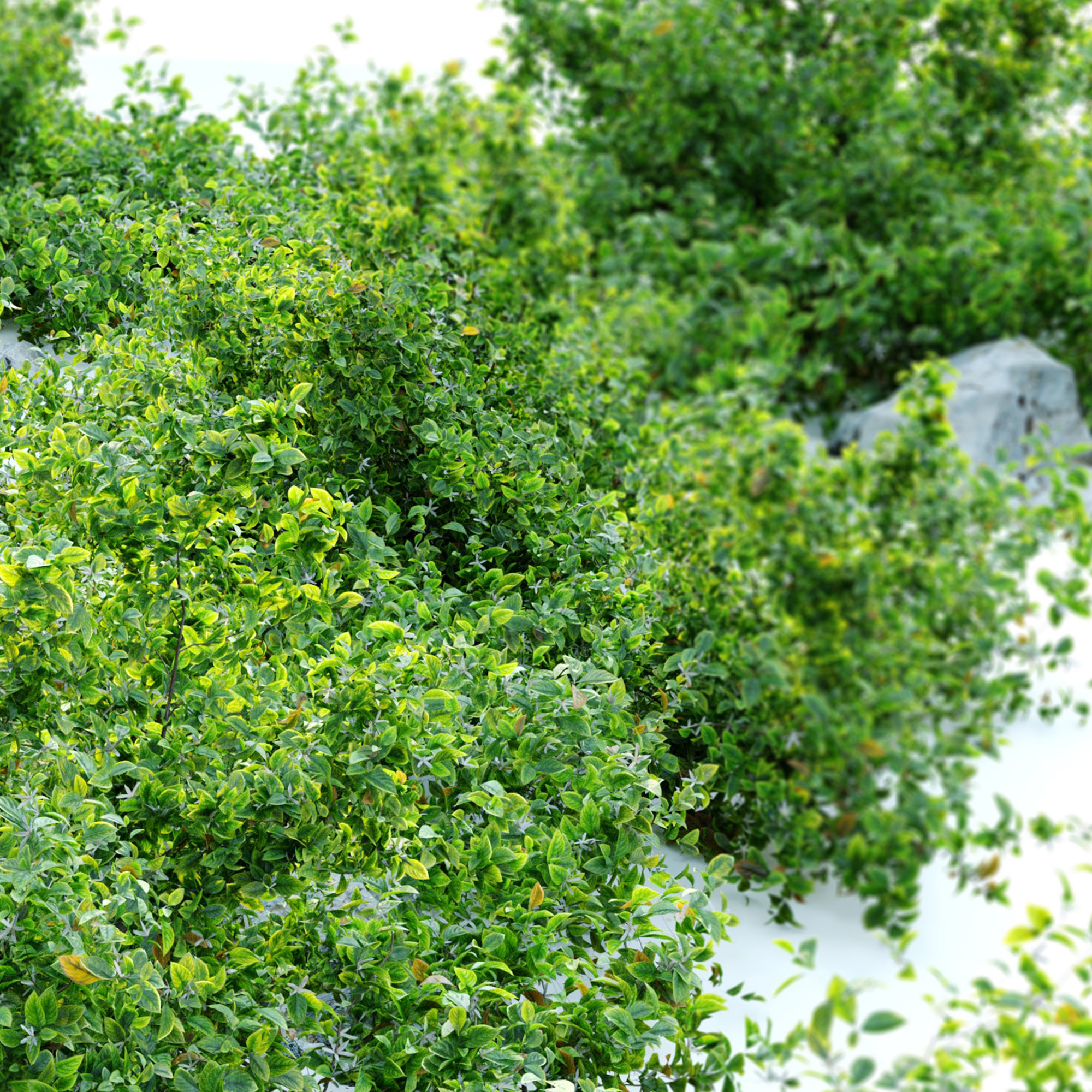 Aronia melanocarpa bush with rocks 3D model_4