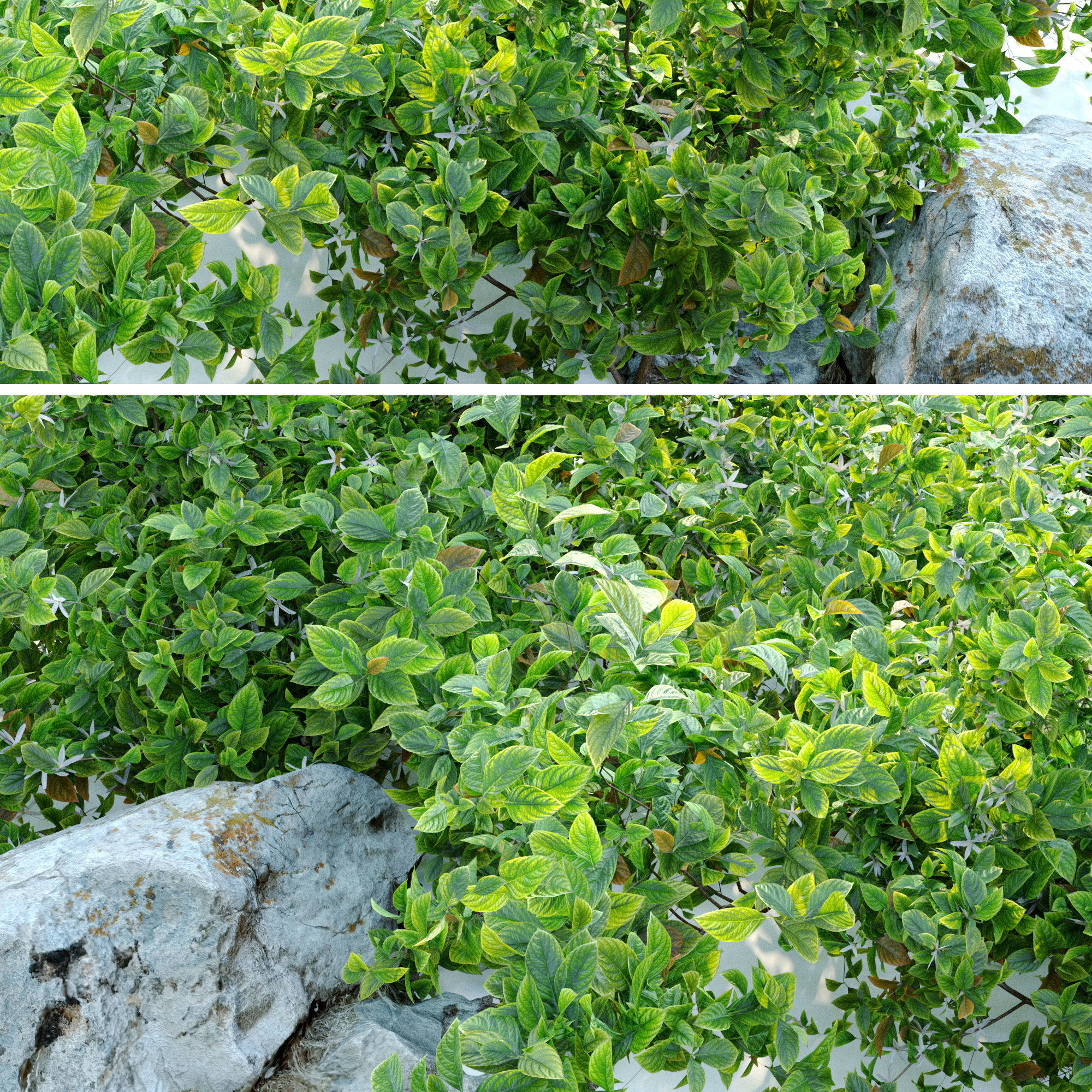 Aronia melanocarpa bush with rocks 3D model_3