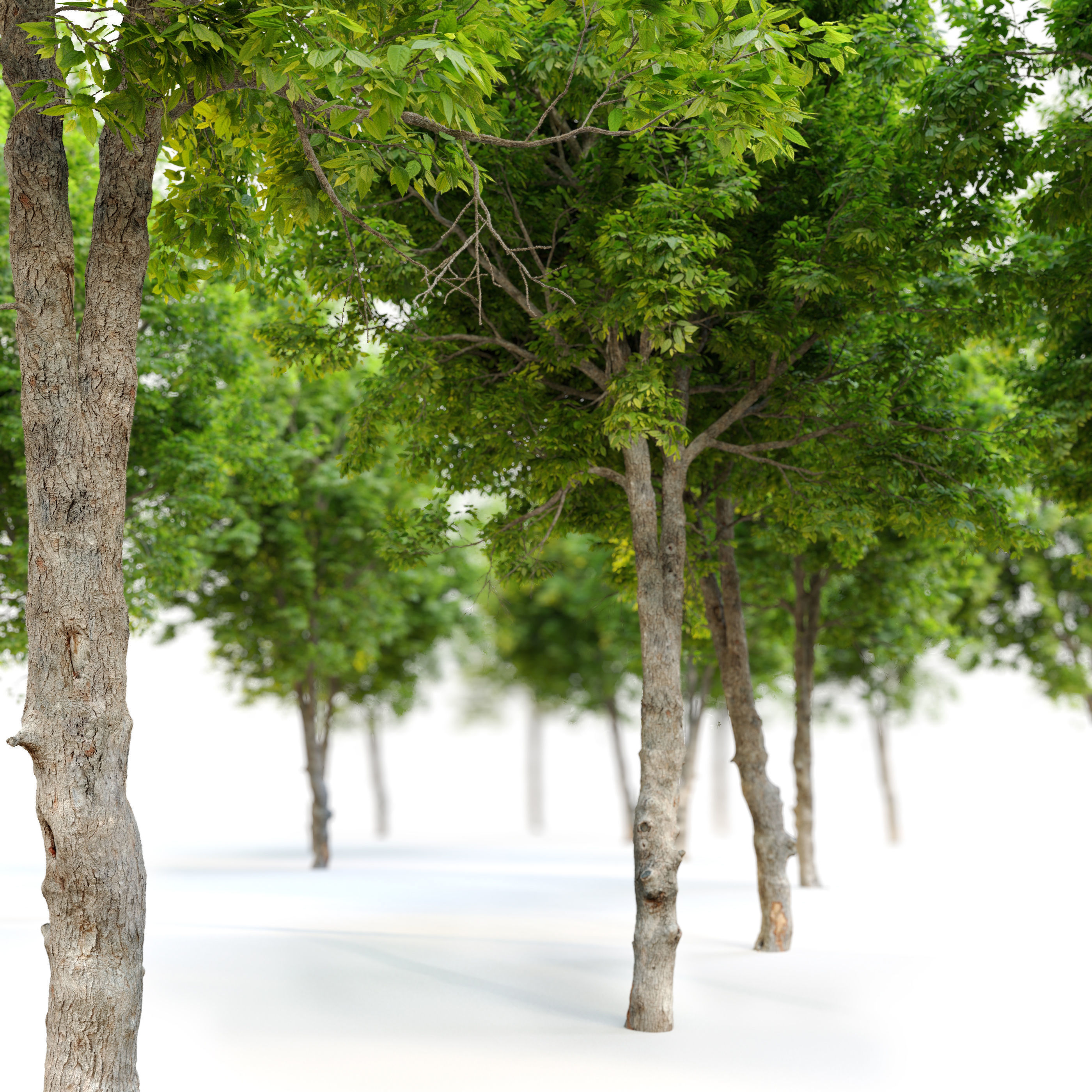 Ulmus minor 3D model_3